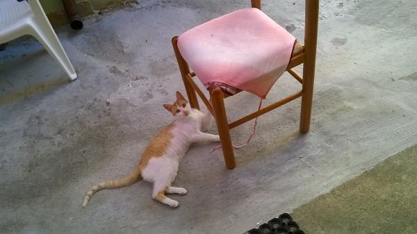 Un gatto e la sua sedia, due amici inseparabili, Osilo